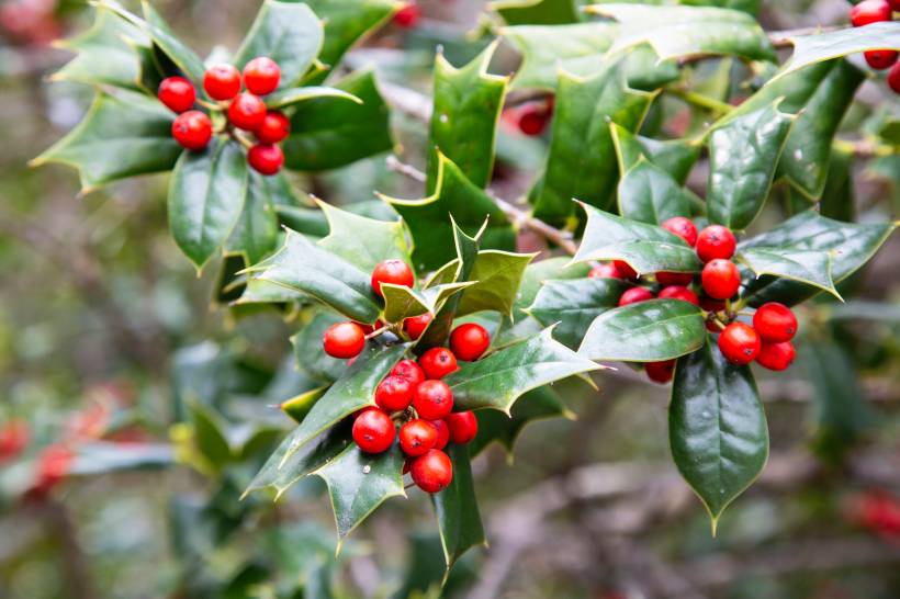 hardy plants UK - a holly bush in a garden