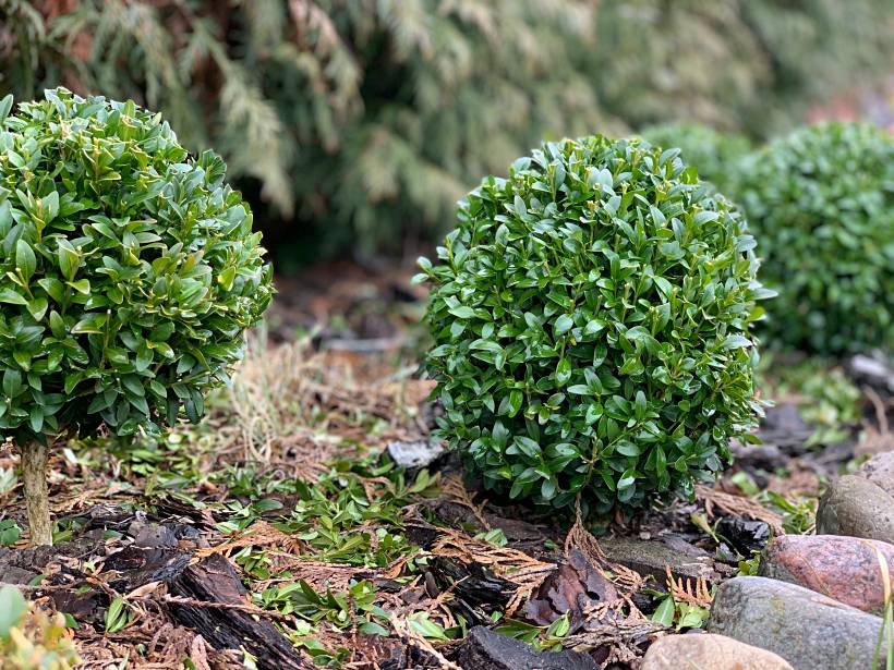 hardy plants UK - little boxwood bushes in a garden