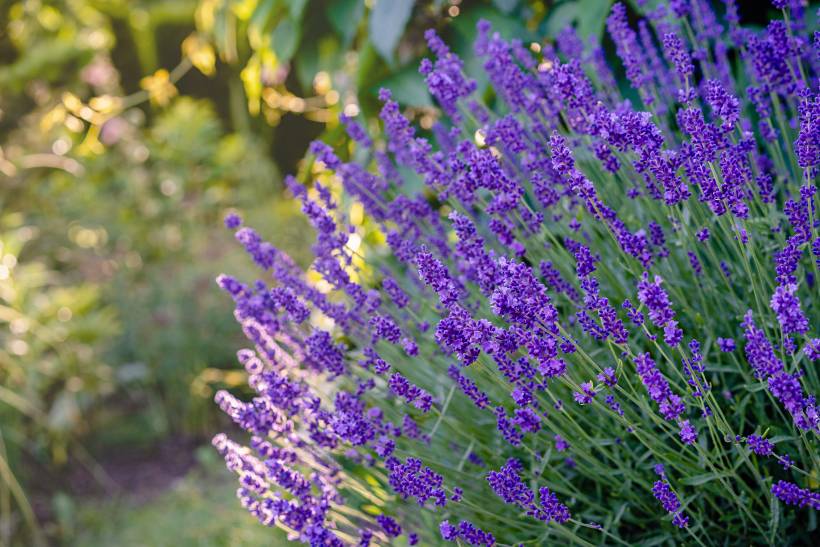 hardy plants UK - lavender at sunset