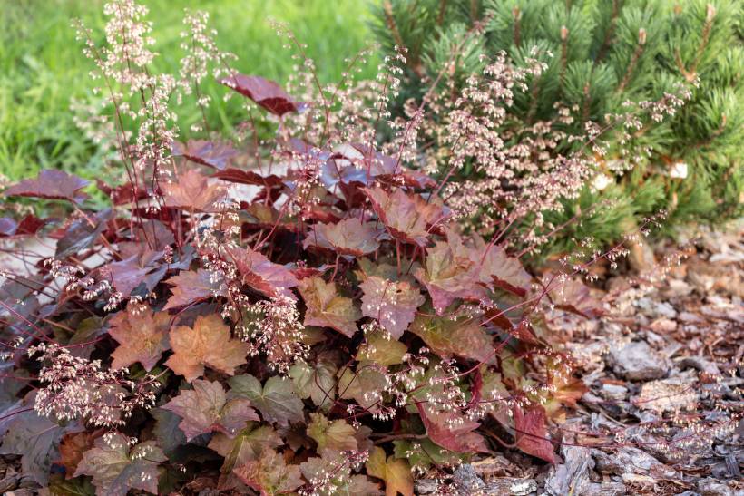 hardy plants UK - heuchera plant with decorative foliage