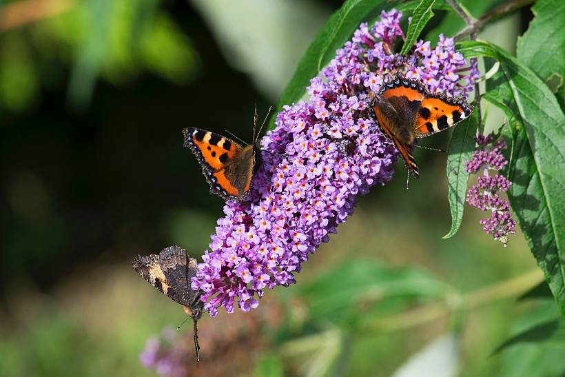 hardy plants UK - butterflies on buddleia