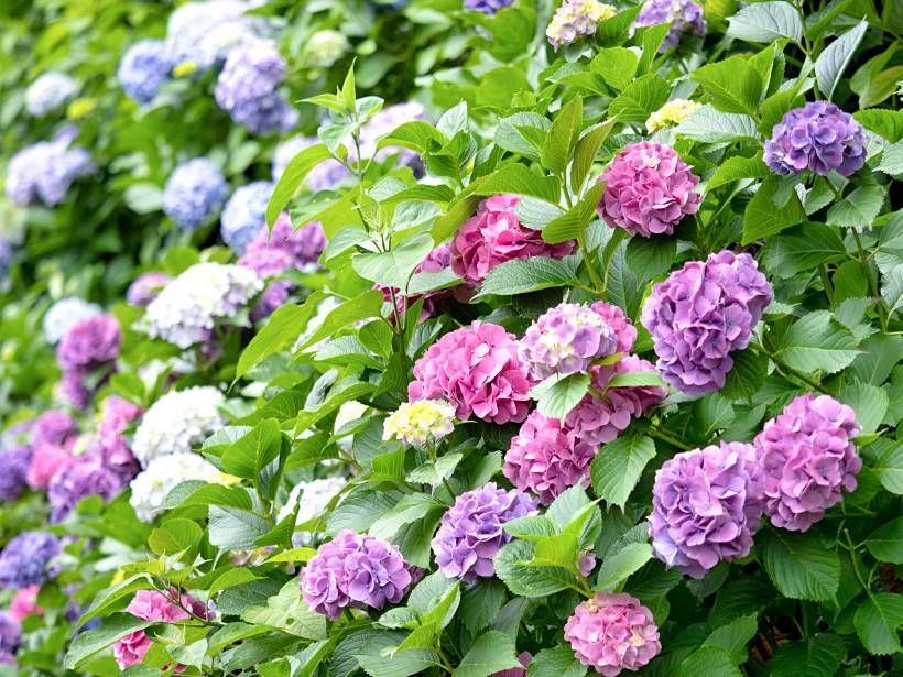 hardy plants UK - colourful hydrangea on a tree-lined path