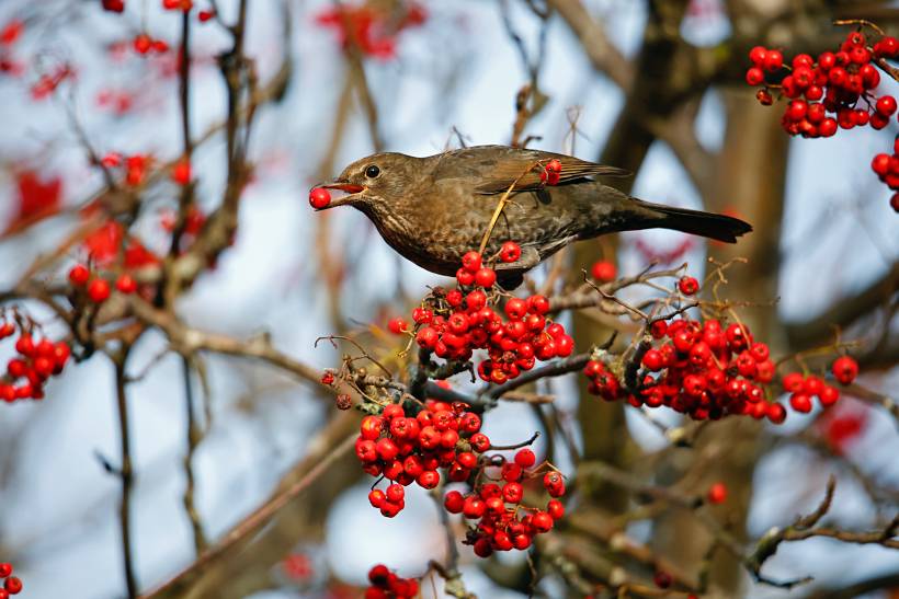 hardy plants UK - a blackbird feasting on rowan berries