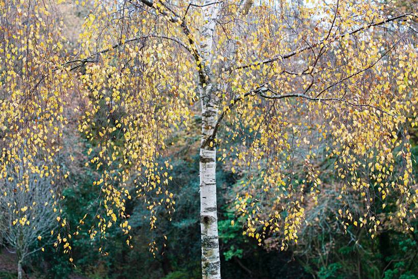 hardy plants UK - a birch tree in the autumn