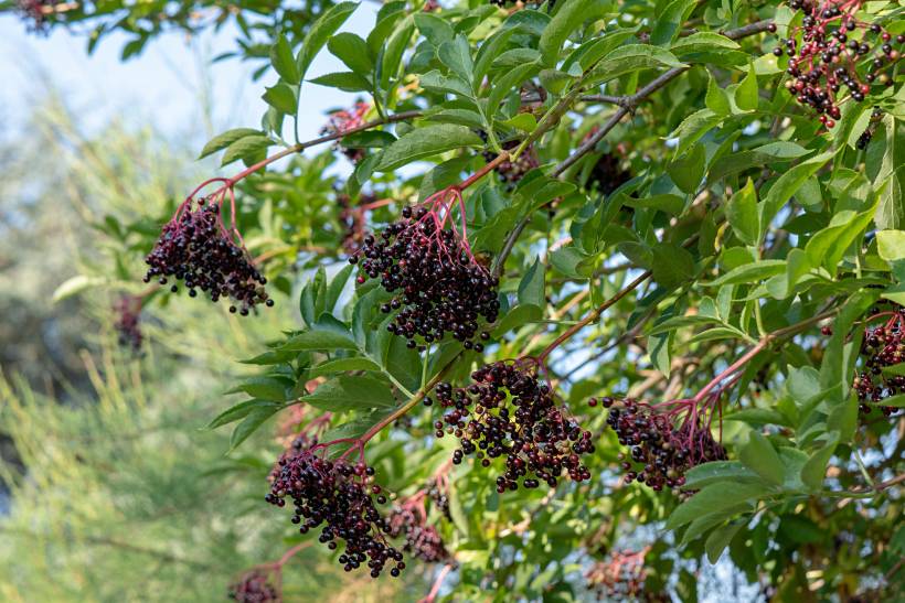 hardy plants UK - Berry clusters hanging from an elder tree