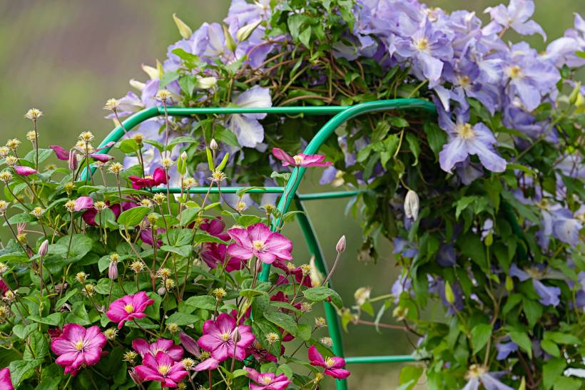 hardy plants UK - blooming clematis with green leaves on a garden trellis