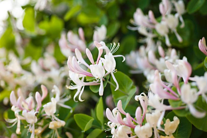 hardy plants UK - honeysuckle in bloom