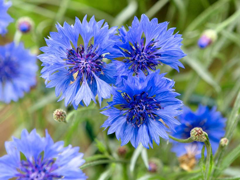 hardy UK plants - cornflowers blooming in a garden 