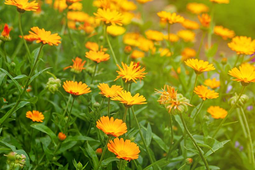 hardy plants UK - orange calendula flowers in a garden