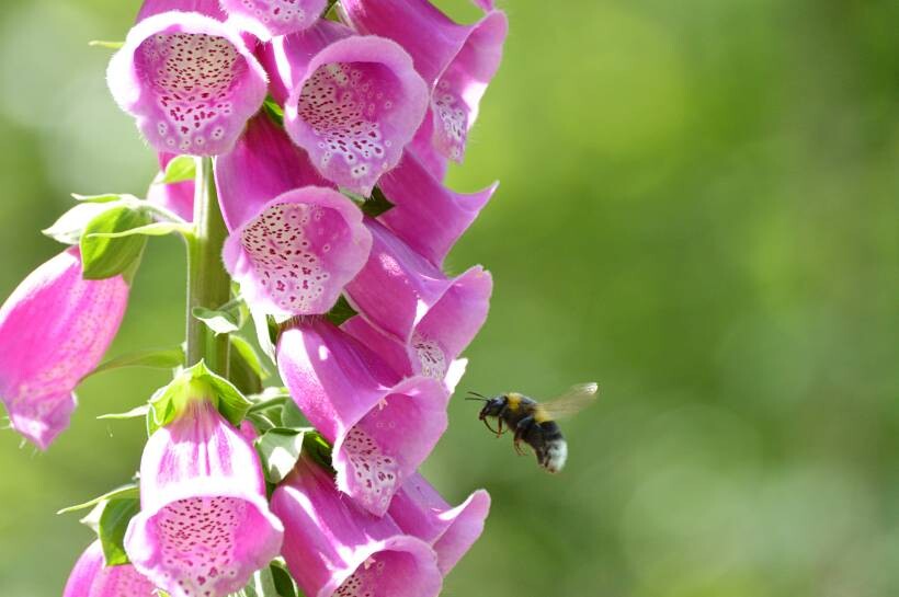 hardy plants UK - a bumblebee pollinating a foxglove plant