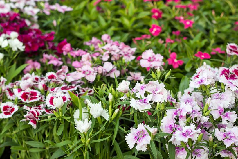 hardy plants UK - a bed of Sweet William flowers