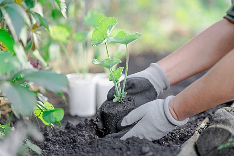 hardy plants UK - a gardener lower a seedling into open ground