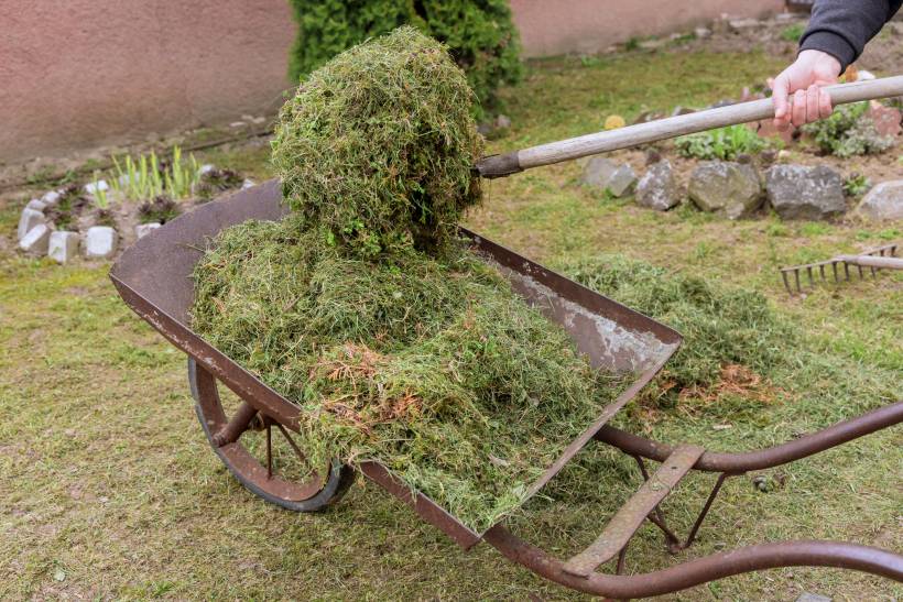 how to dispose of garden waste - a bunch of grass clippings in a wheelbarrow