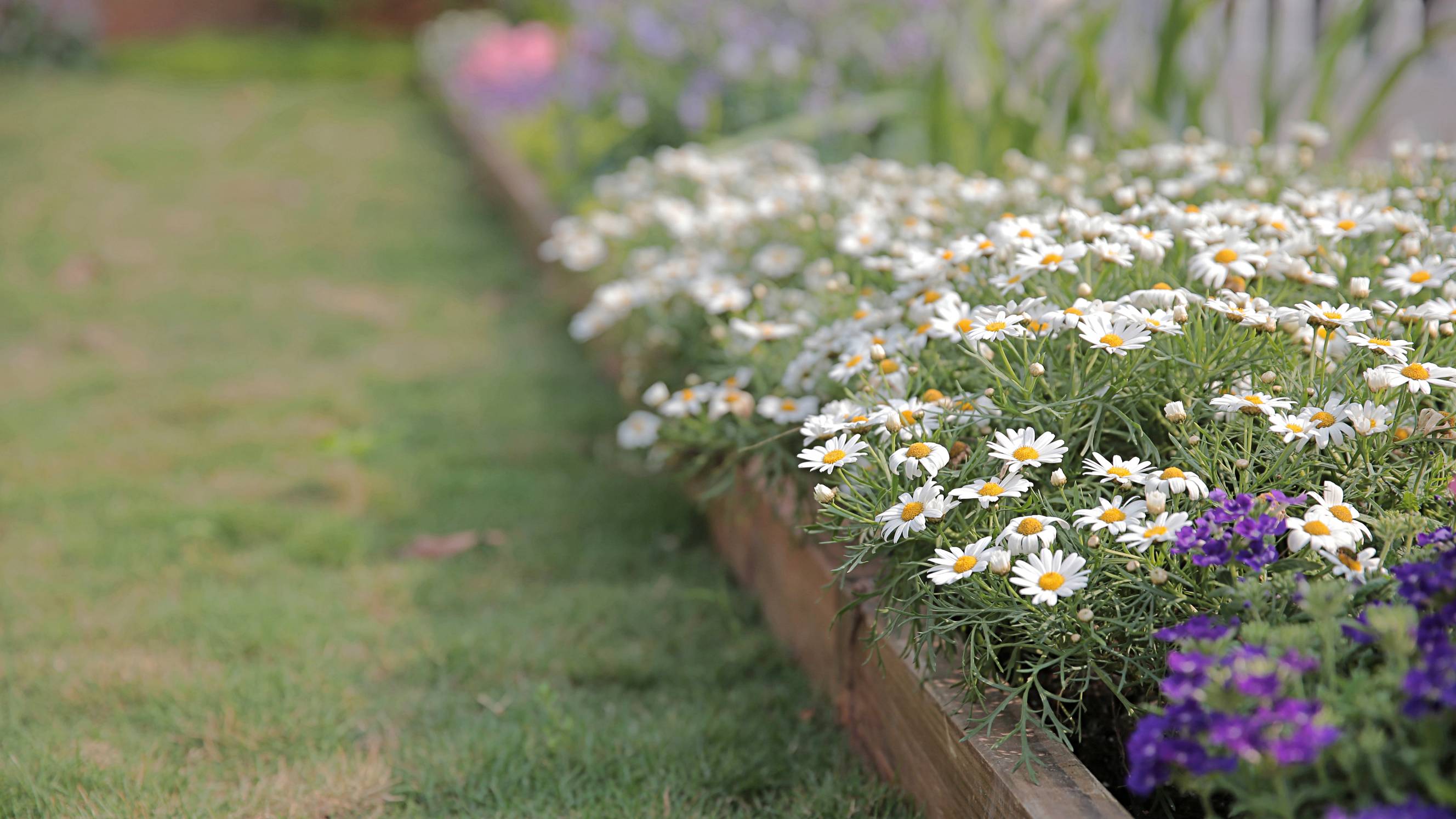 a small garden with pretty flower beds