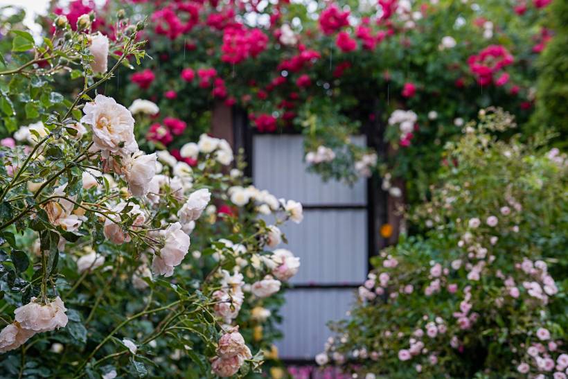 landscaping ideas for small gardens - pink and red blossoms in a garden