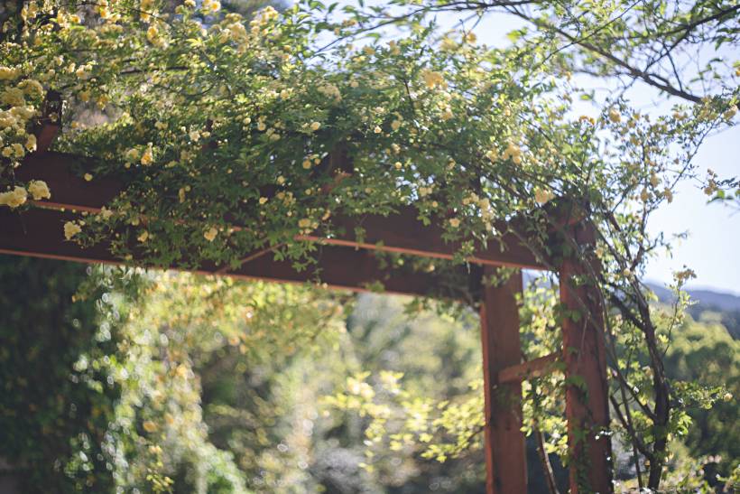 landscaping ideas for small gardens - a pergola with yellow flowers