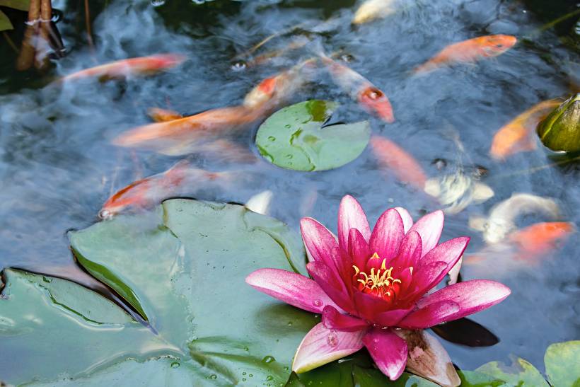 landscaping ideas for small gardens - a pond with koi and water lilies