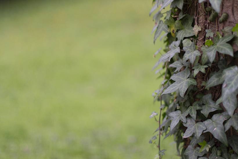 landscaping ideas for small gardens - ivy climbing a wooden post