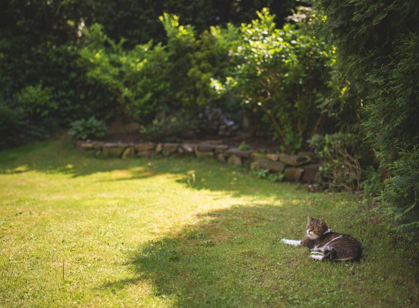 landscaping ideas for small gardens - a cat resting on a patch of grass