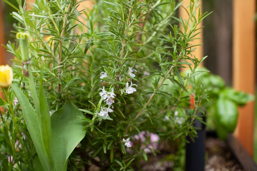 landscaping ideas for small gardens - rosemary growing in a home garden