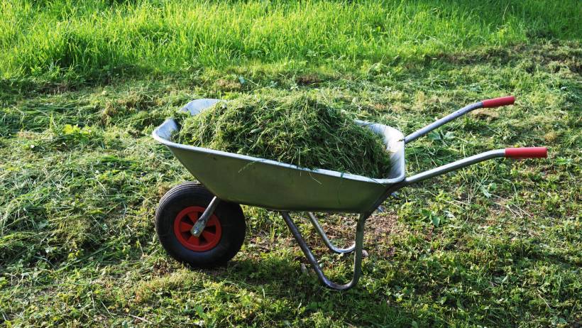 A green wheelbarrow filled with freshly cut grass and weeds, sitting in a lush, grassy field. - lawn mowing cost