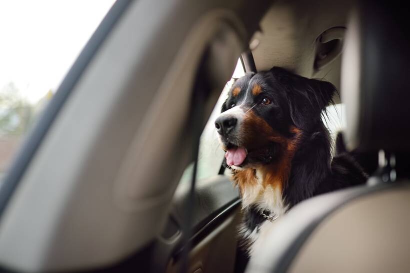 dog boarding cost - A Sennenhund in a car