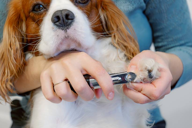 dog boarding cost - A woman clipping a dog's nails