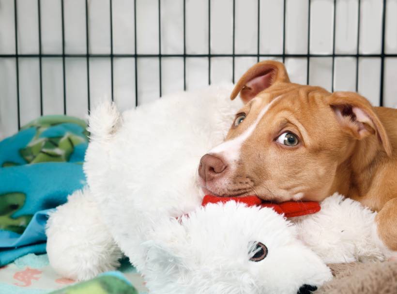 dog boarding cost - A dog resting in a comfortable kennel