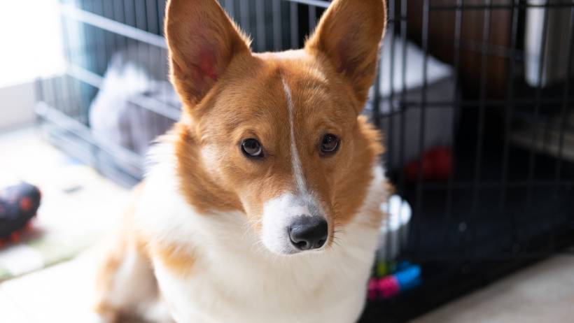 dog boarding cost - A dog sitting beside a kennel