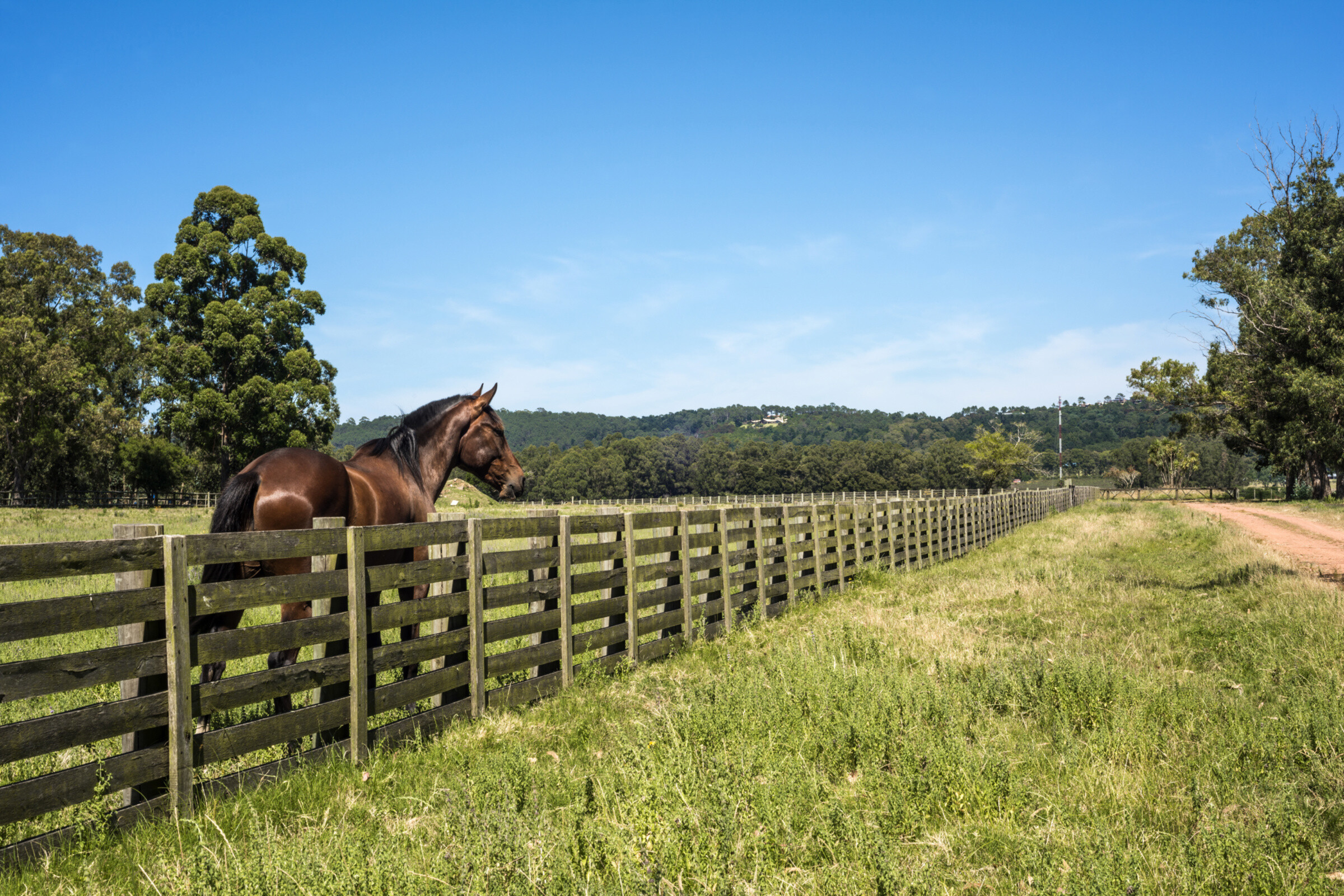 A horse behind an equestrian fence in the countryside.