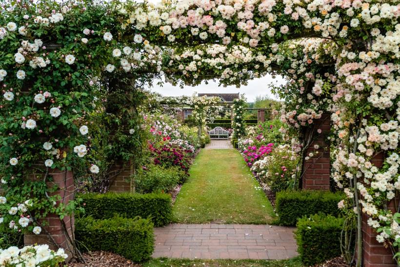 French garden vs English garden - The David Austin Rose Garden, a place with beautiful arches full of blooming English roses