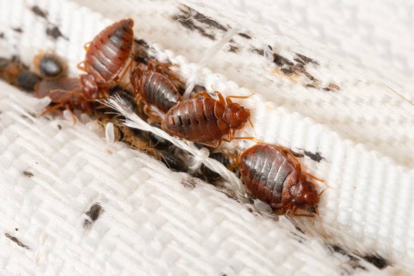 pest control cost - bed bugs infesting a mattress