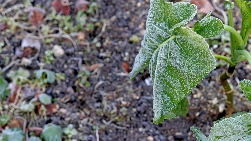 close up of a small plant with ice crystals due to frost - first and last frost dates