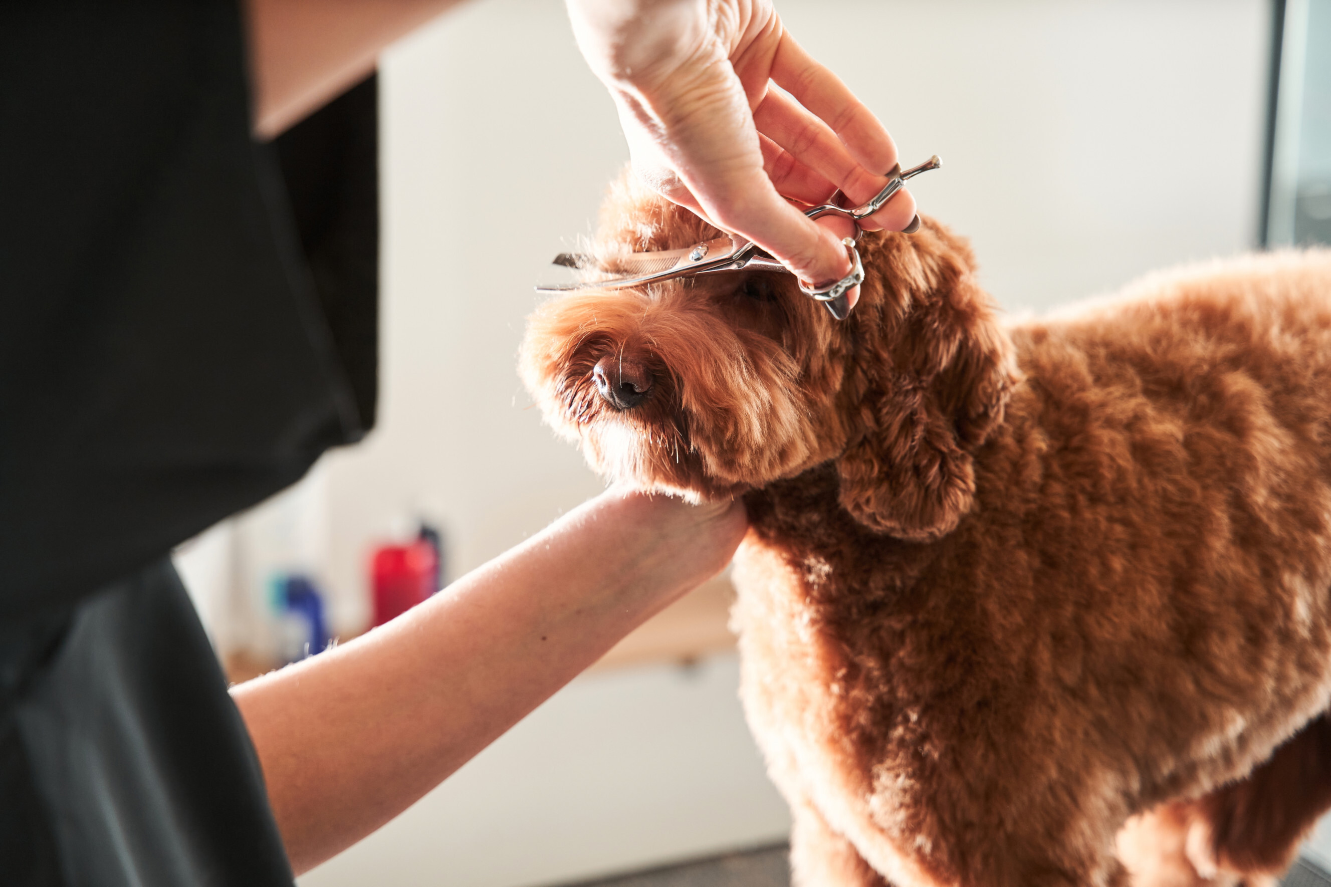 dog haircuts - Close-up of a groomer's hands using scissors to style a dog's fur.