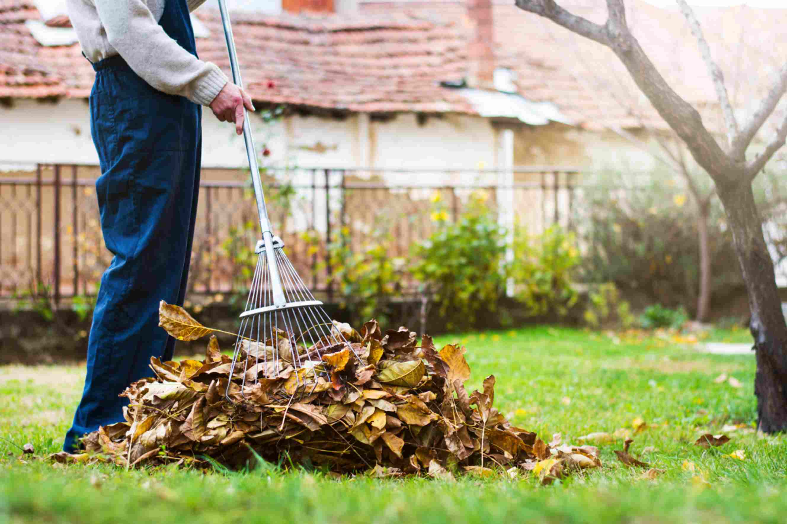 A person raking a pile of dry leaves in a garden during autumn, with a rustic house in the background. Perfect representation of professional garden clearance near you to keep outdoor spaces tidy and well-maintained