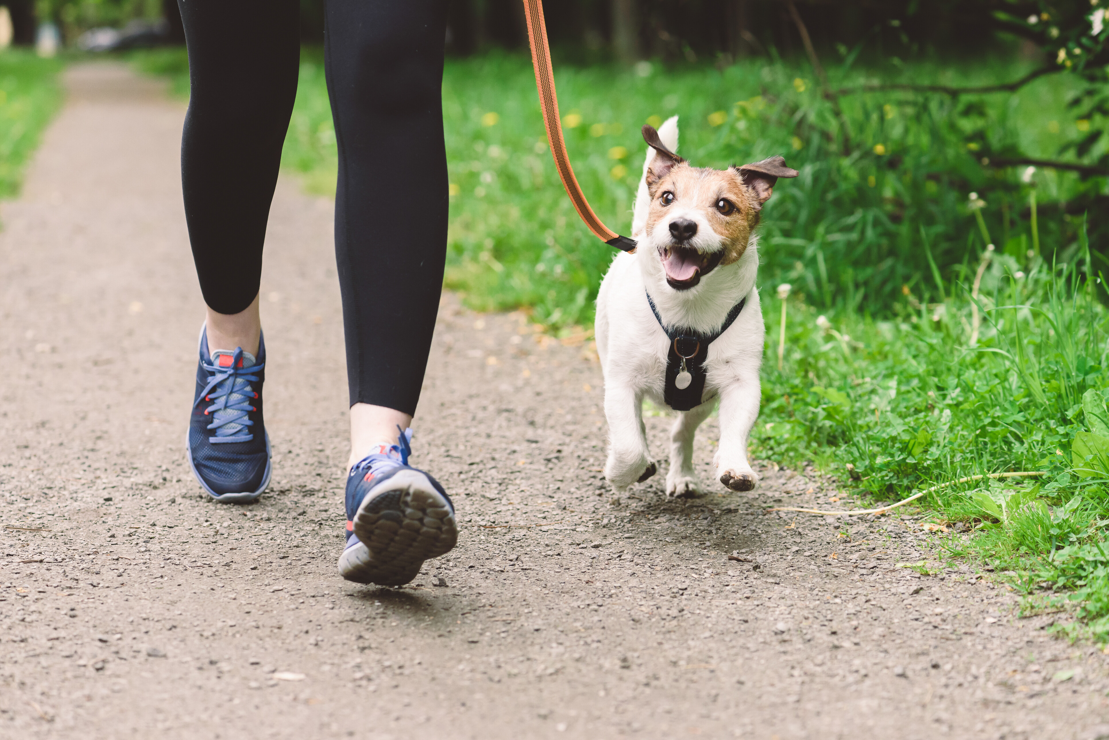 Dog walking costs - Person walking a happy Jack Russell Terrier on a leash along a park path