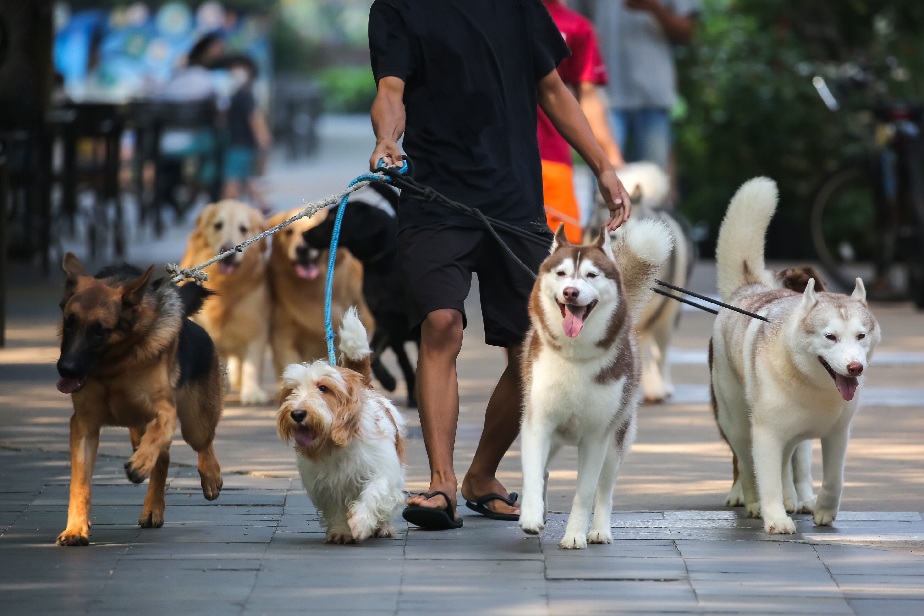 Dog walking costs - Dog walker managing a large group of dogs