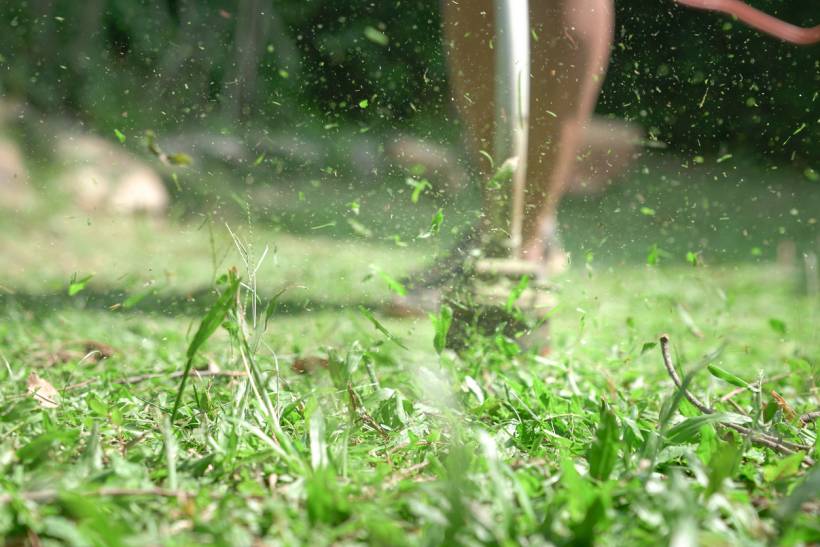 grass trimmer vs lawn mower - Close-up of grass being trimmed with a string trimmer in a backyard