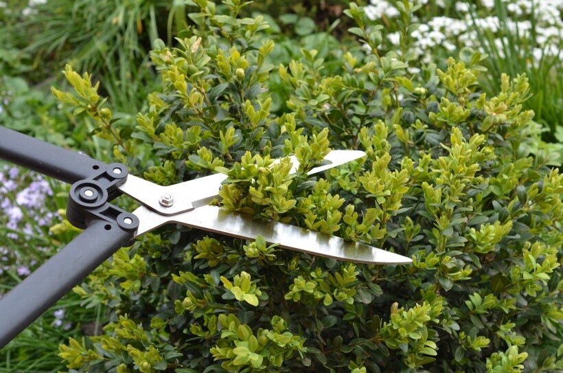 Hedge trimming cost - Close-up of garden shears trimming a green shrub