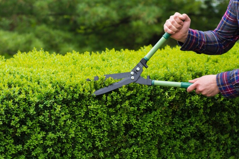 Hedge trimming cost - Person trimming a hedge with manual garden shears