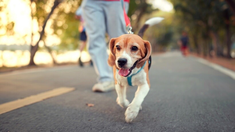 Dog leash training - Beagle practicing leash walking on paved trail