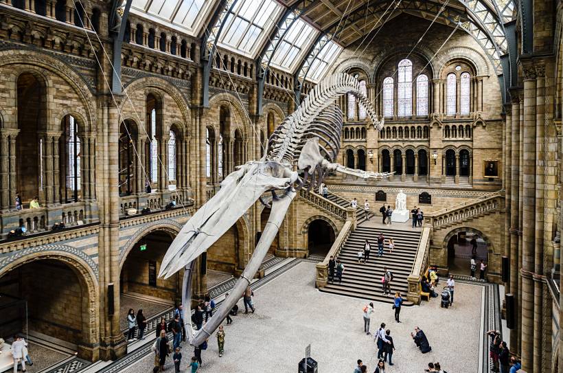 moving to London - Interior of the Natural History Museum in London with a suspended blue whale skeleton