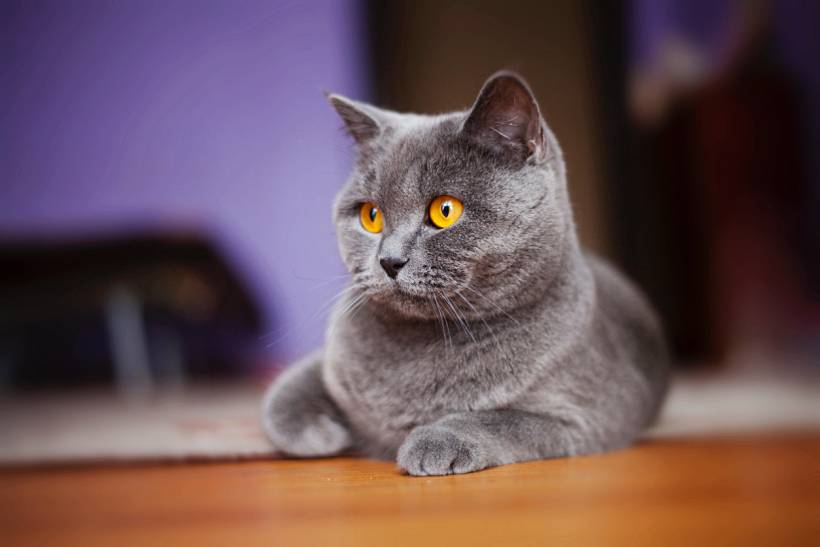 British Blue vs Russian Blue - British Blue cat with dense grey fur and striking amber eyes lying on the floor