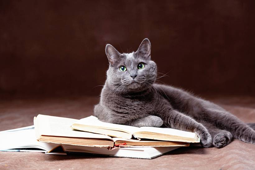 Russian Blue or British Blue cat resting on books