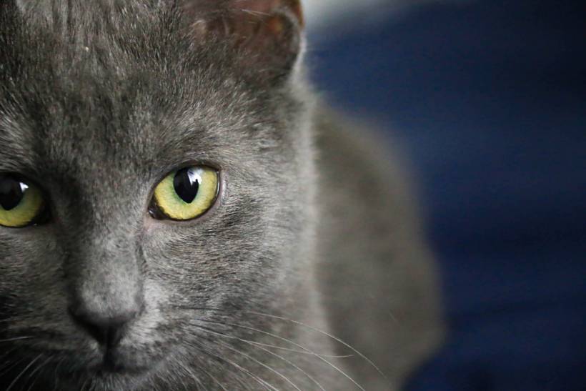 Close-up of a grey cat with yellow-green eyes, illustrating British Blue vs Russian Blue traits