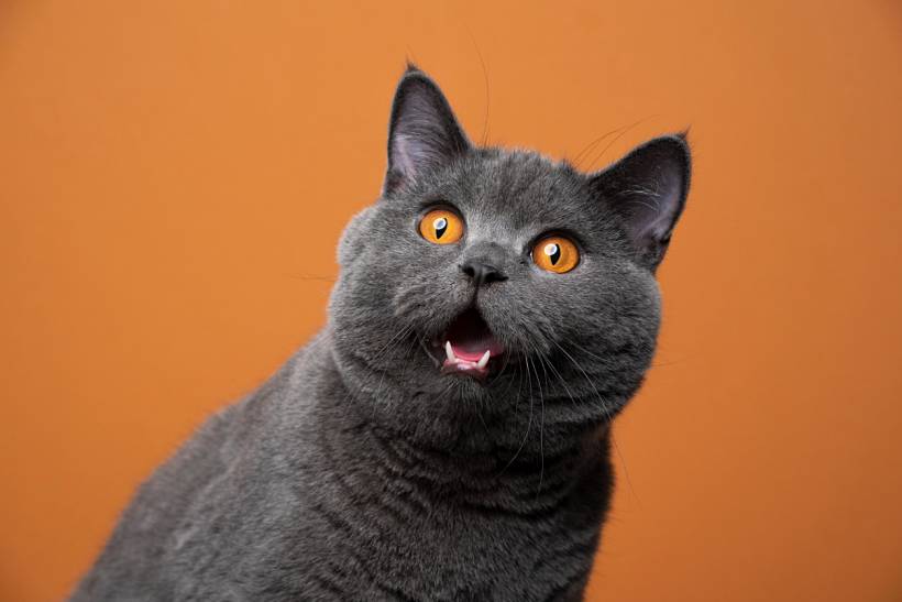 Close-up of a grey cat with round face, representing British Blue vs Russian Blue comparison