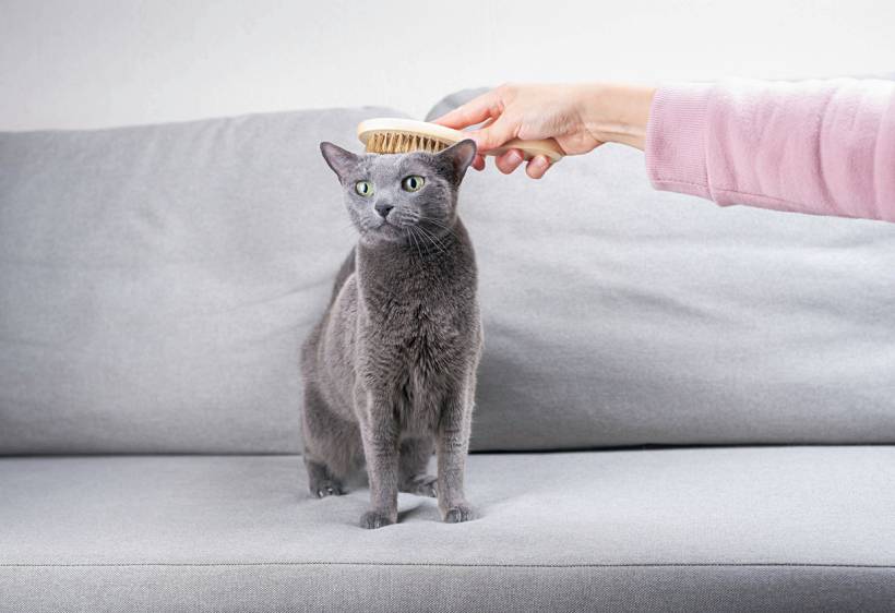 British Blue vs Russian Blue - Russian Blue cat with green eyes being brushed on a light grey sofa