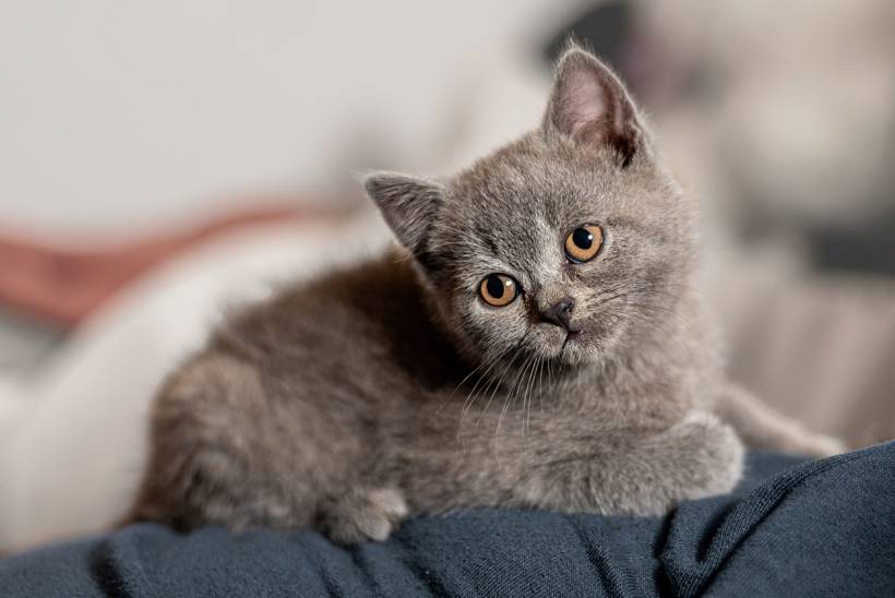British Blue vs Russian Blue - British Blue kitten with dense grey fur and copper eyes