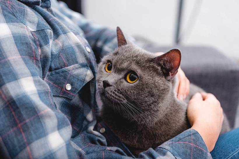 British Blue vs Russian Blue - Close-up partial view of woman sitting on couch with cute grey cat