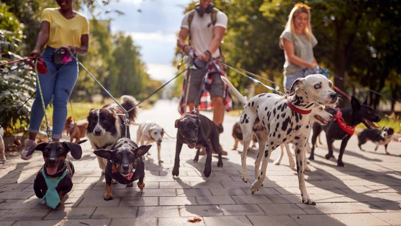 Three professional dog walkers leading a large group of diverse dogs, including a Dalmatian and Dachshunds, down a sunny paved park path. - How much do dog walkers cost